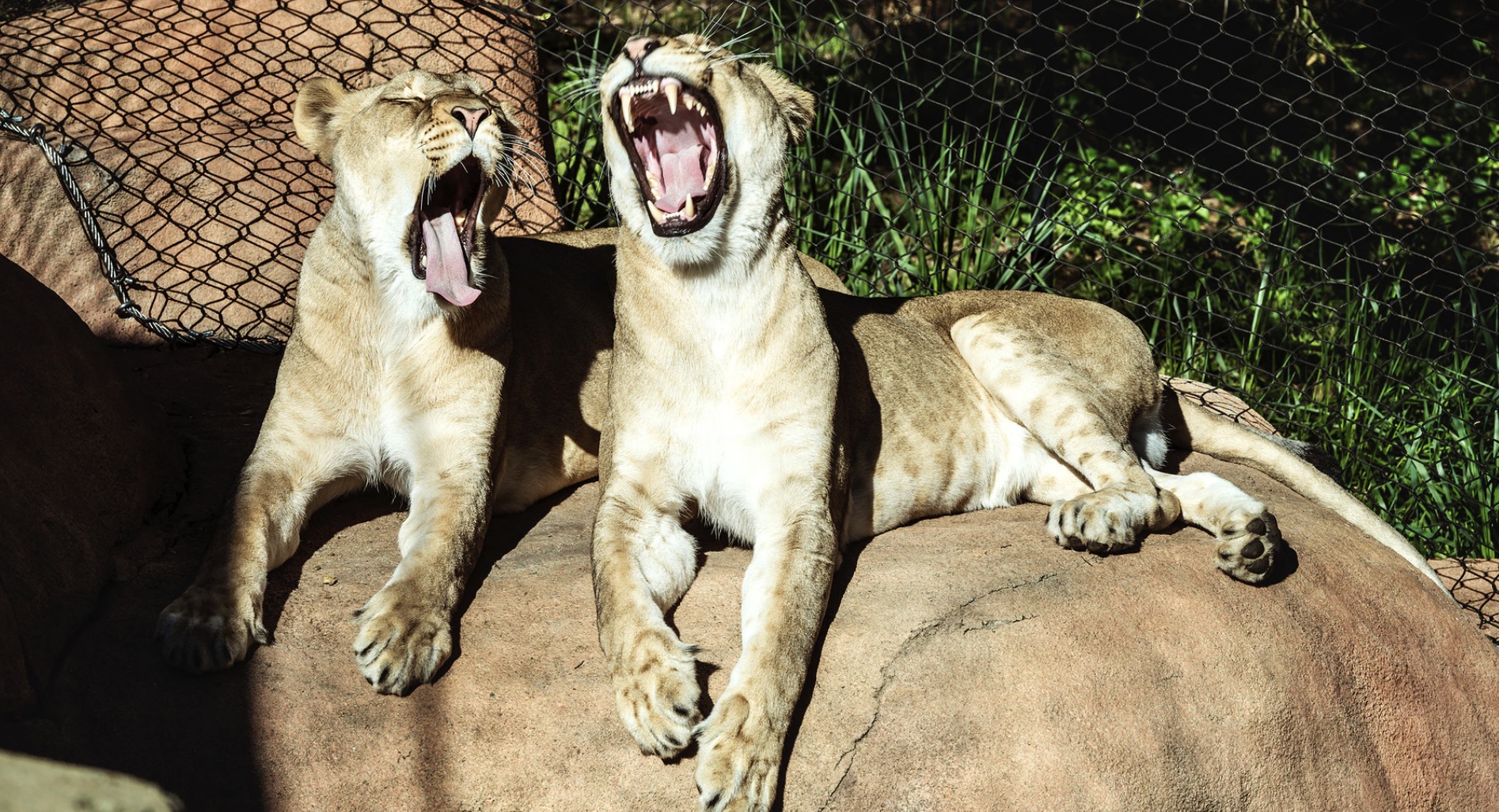 Lionesses san diego zoo